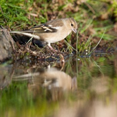 D7C 7878p Vrouwtje Vink